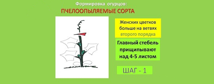 Формирование пчелоопыляемых сортов огурцов