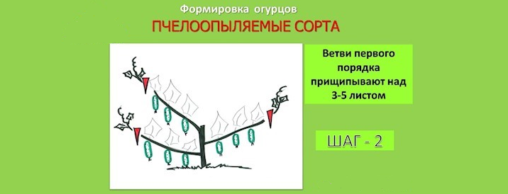 Формирование пчелоопыляемых сортов огурцов