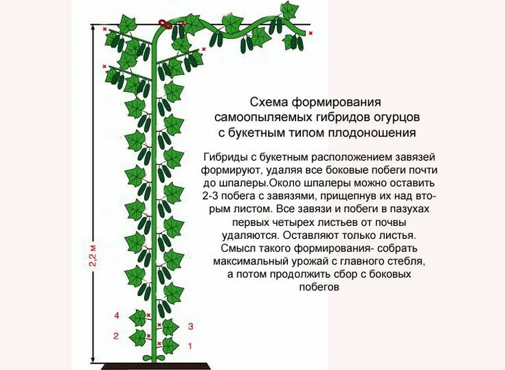 Формирование пучковых огуречных сортов
