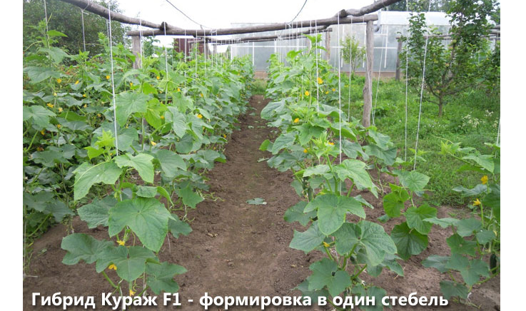 Формирования огурцов