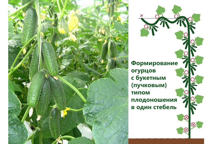 Формирование пучковых огуречных сортов