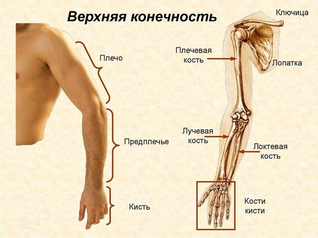 Анатомическое строение руки человека с названиями: названия базовых частей руки, особенности, фото