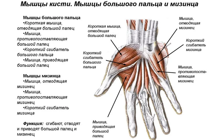Анатомия строения кисти руки человека