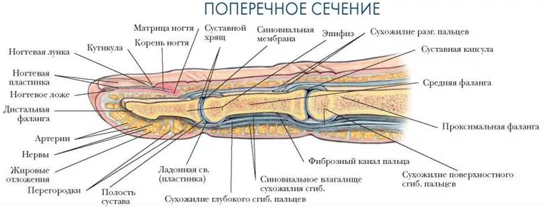 Строение большого пальца руки человека