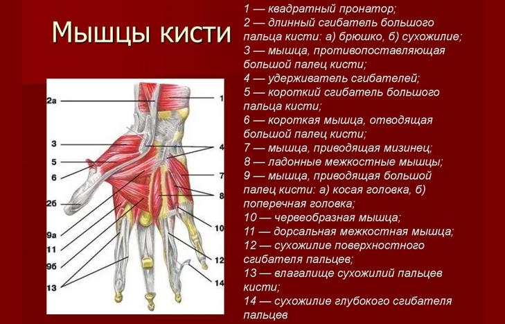 Строение большого пальца руки человека