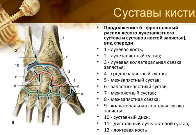 Строение суставов руки человека с рисунками