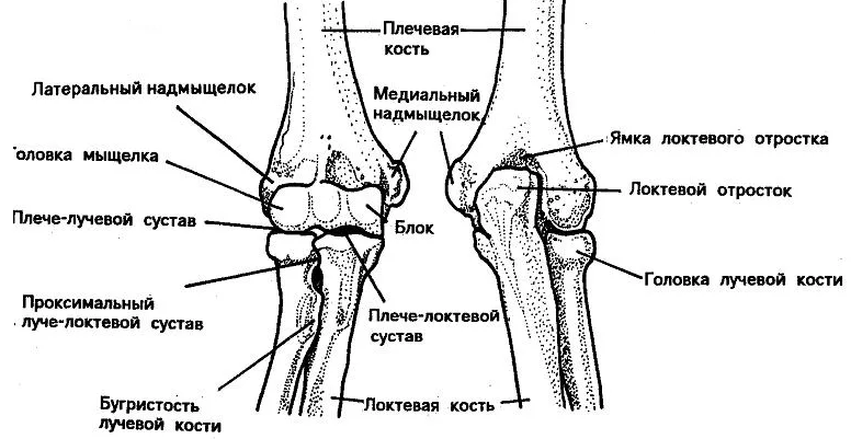 Строение суставов руки человека с рисунками