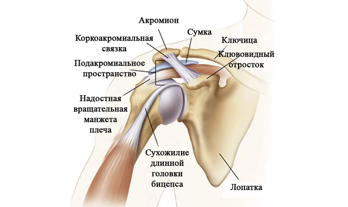 Строение суставов руки человека