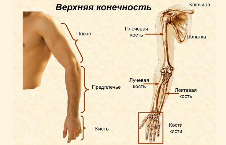 Название базовых частей правой, левой руки