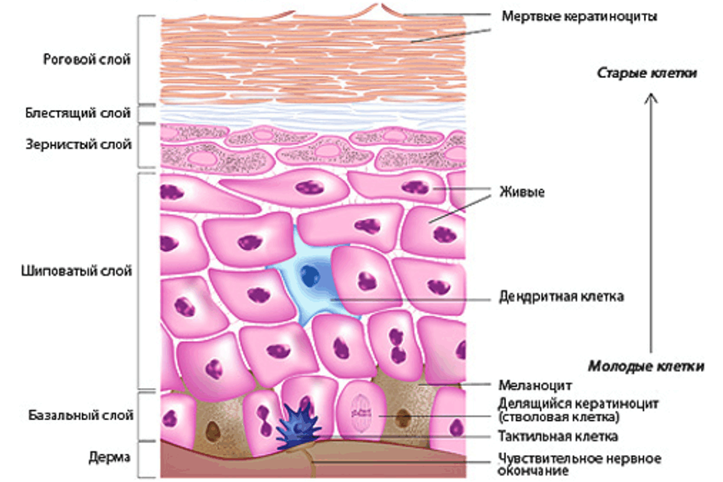 Строение кожи рук человека