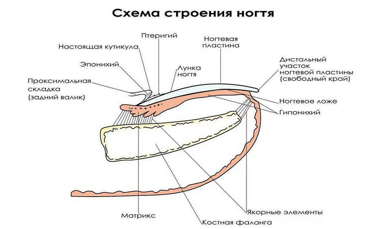 Строение ногтей на руках человека