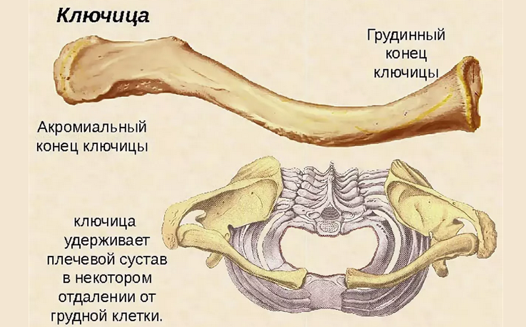 Ключица