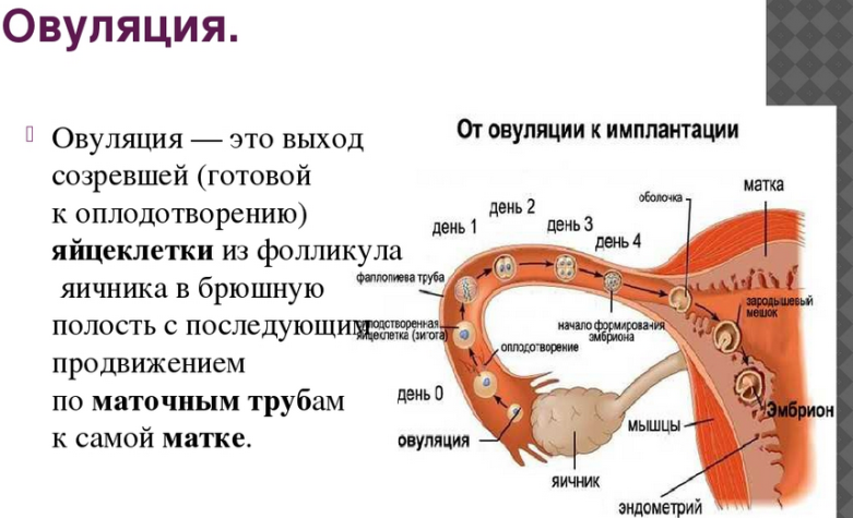 Овуляция