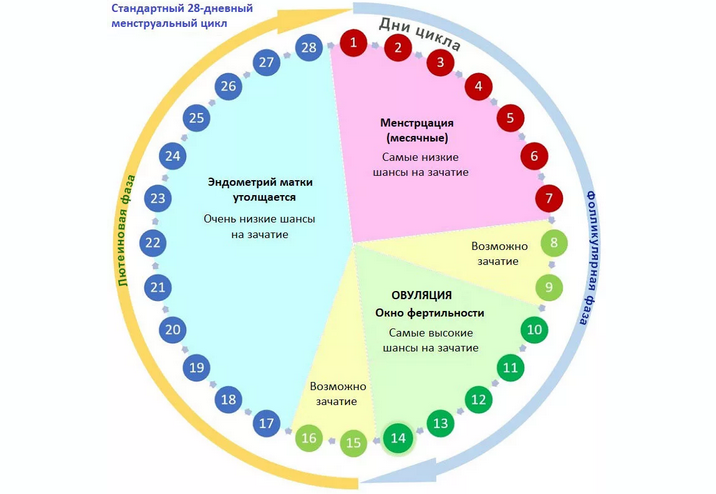 Овуляция может быть сразу после месячных