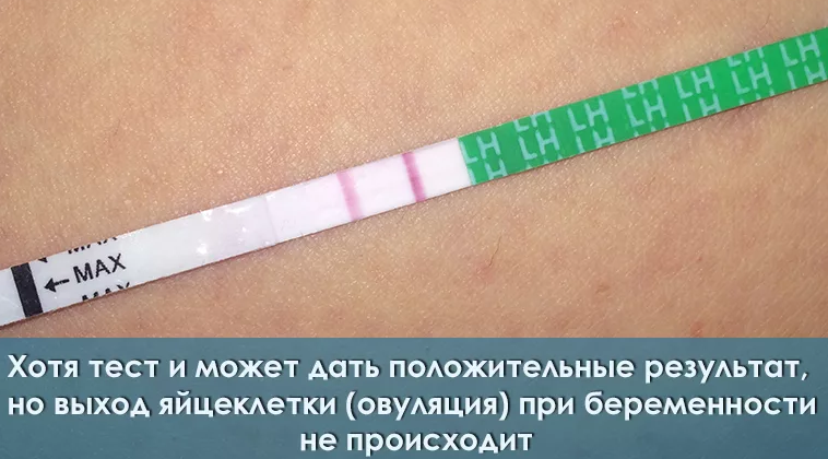 Овуляция при беременности невозможна