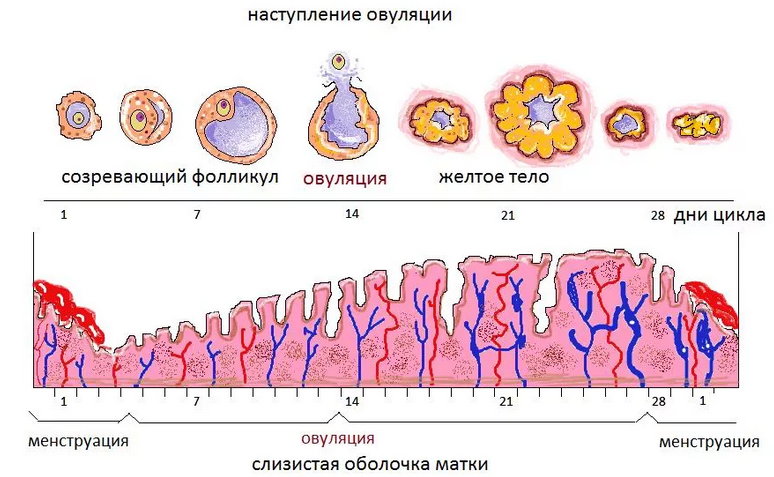 Овуляции может и не быть