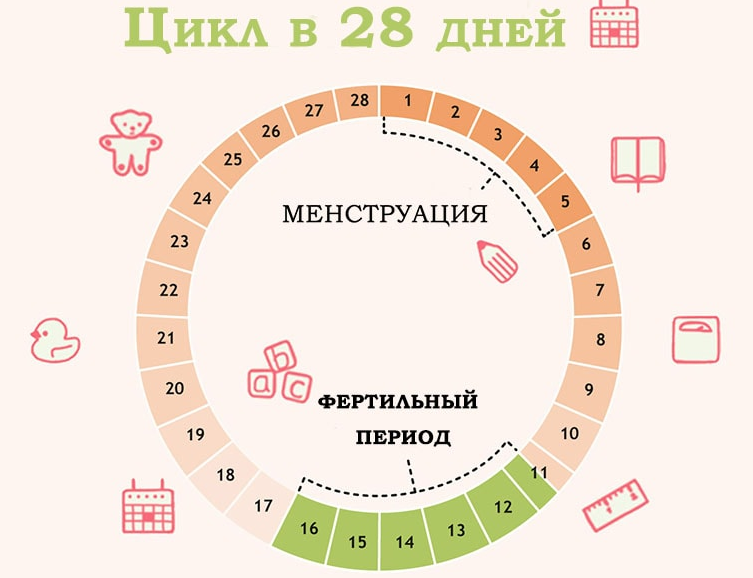 Овуляция может быть без месячных