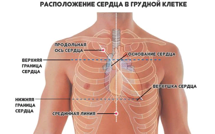 Расположение сердца