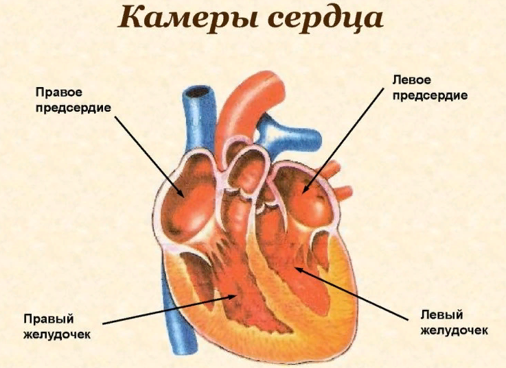 Камеры сердца