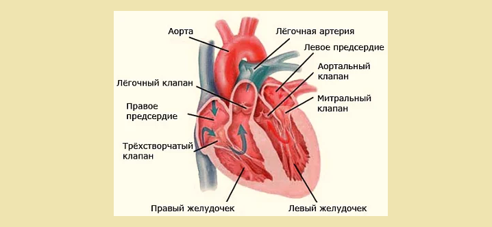 Строение сердца