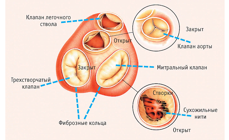 Клапаны в сердце человека — внутреннее строение