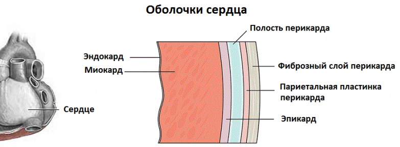 Строение стенок сердца