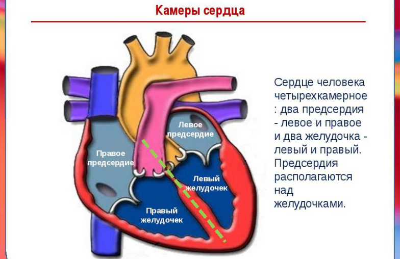 Камеры сердца человека