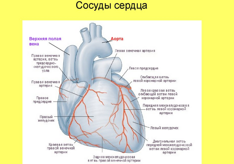 Сосуды сердца человека