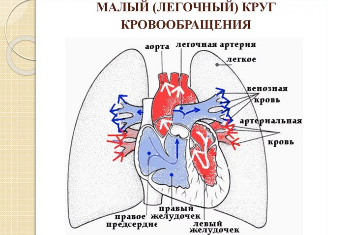 Малый круг кровообращения сердца человека