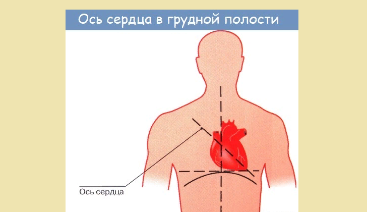 Положение сердца человека
