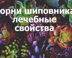Корень шиповника: полезные свойства и противопоказания, лечение, рецепты