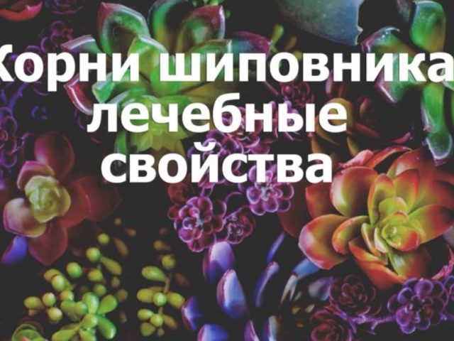 Корень шиповника: полезные свойства и противопоказания, лечение, рецепты