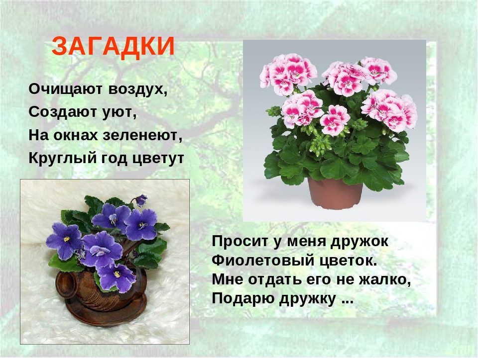 Литературные загадки про растения