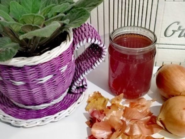 Луковая шелуха – настой, отвар: польза для рассады овощных культур, как подкормка и защита от вредителей и болезней: рецепты