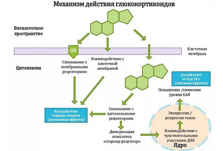 Действие глюкокортикостероидов на мембрану клетки