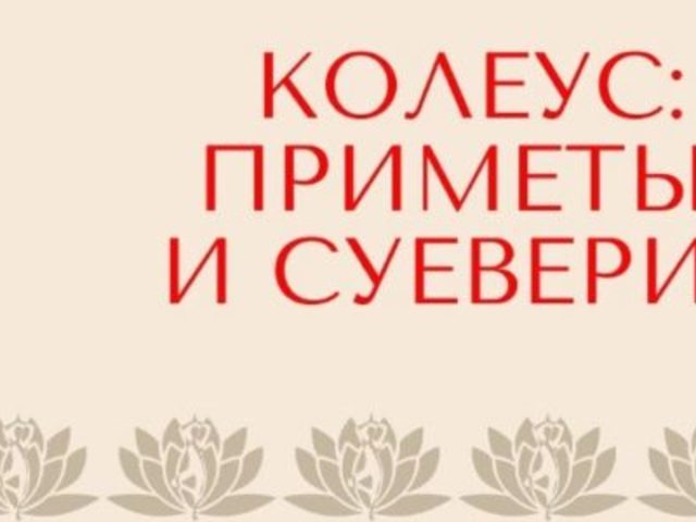 Колеус: приметы и суеверия