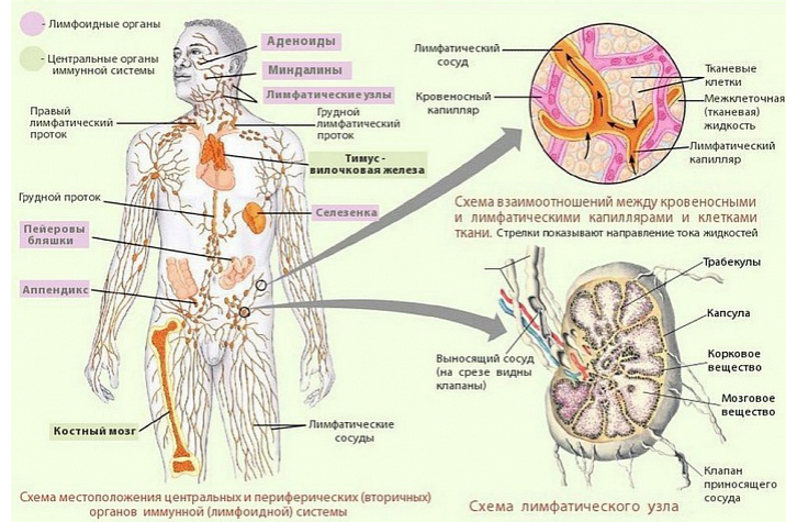 Строение лимфатической системы, чтобы правильно сделать массаж