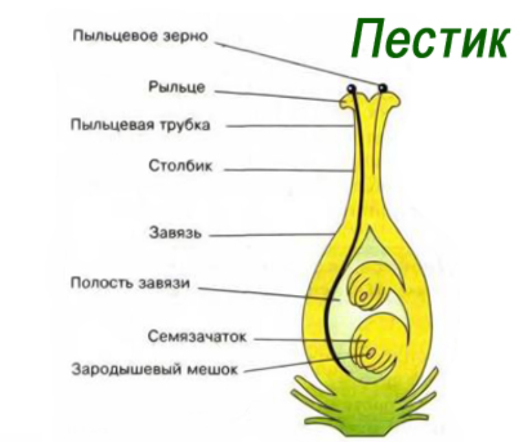 Завязь у растений