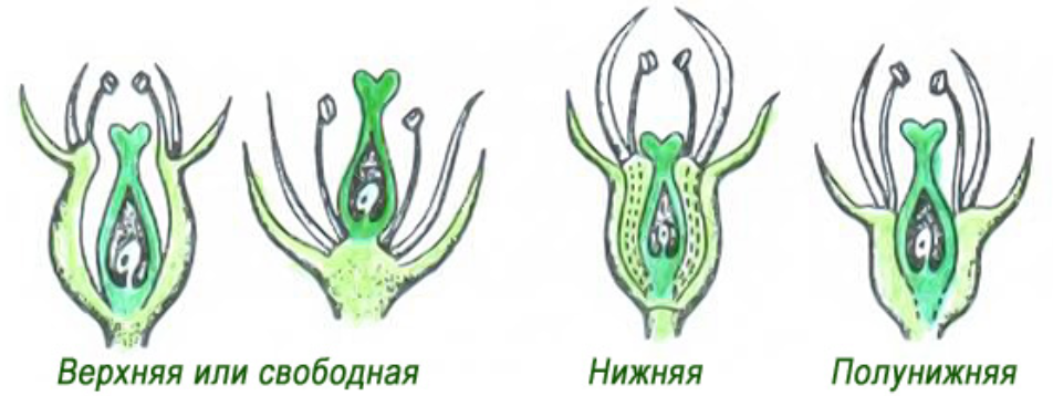 По расположению