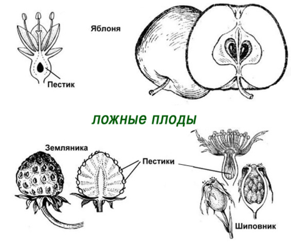 По формированию плодов