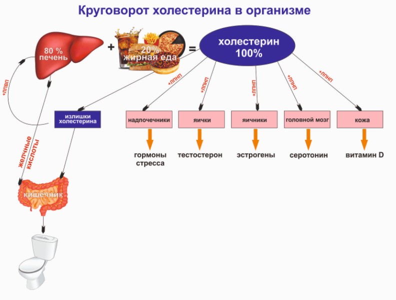 Имеют воздействие на холестерин