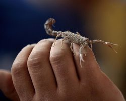 К чему снится скорпион: самые точные толкования по лучшим сонникам
