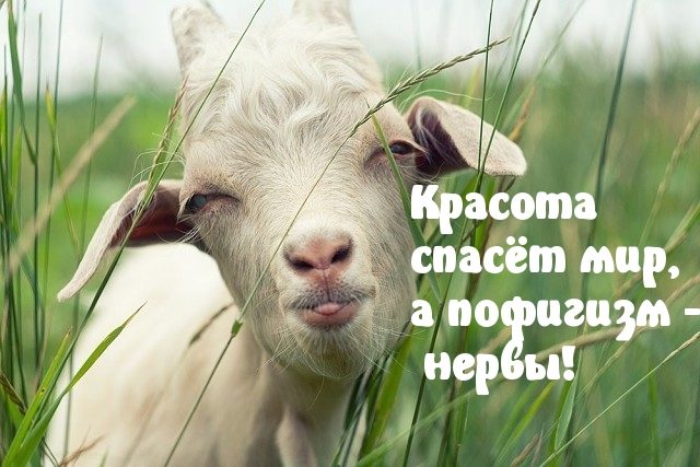 Картинка прикольная смешная с пожеланиями