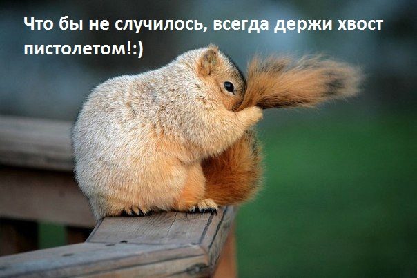 Картинка прикольная смешная с пожеланиями