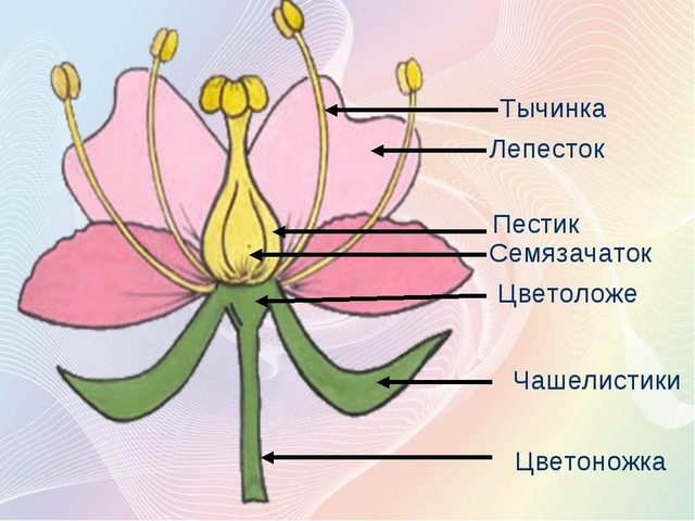 Пестик и тычинка – главные части цветка: как происходит размножение растений?