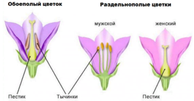 Обоеполые и раздельнополые цветы