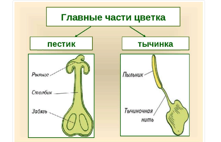 Строение пестика: особенности, роль столбика и завязи