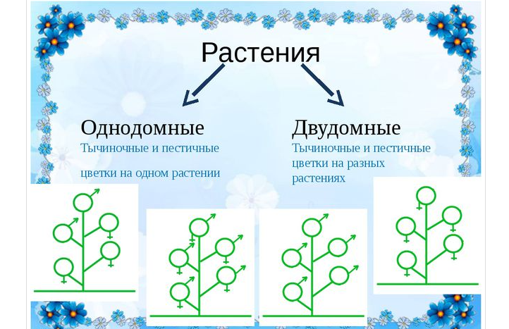 Понятие однодомных и двудомных цветов