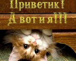 Как прикольно ответить на слово «Привет»: интересные ответы, которые редко используются