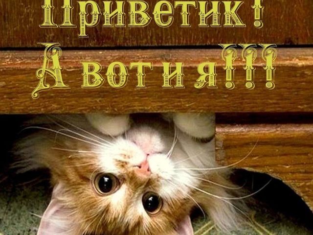 Как прикольно ответить на слово «Привет»: интересные ответы, которые редко используются